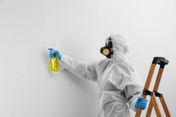 Why You Should Choose Our Mold Remediation Services in Harlingen, TX